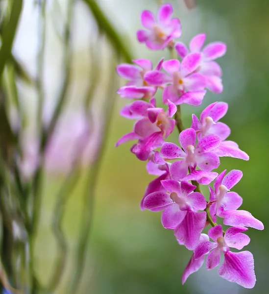 Kvetoucí orchideje květiny — Stock fotografie