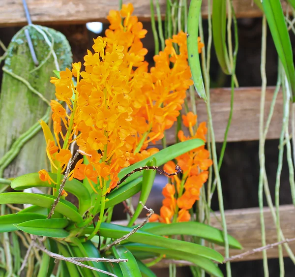 Flores de orquídeas florecientes — Foto de Stock