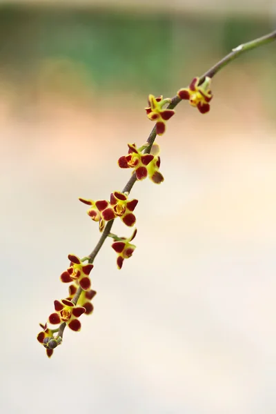 Çiçek açan orkide çiçekler — Stok fotoğraf