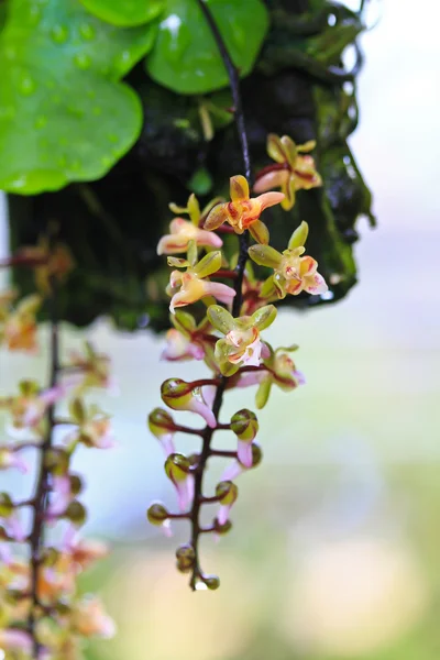 Flores de orquídeas florecientes — Foto de Stock