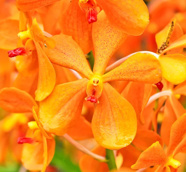 Flores de orquídeas florecientes — Foto de Stock