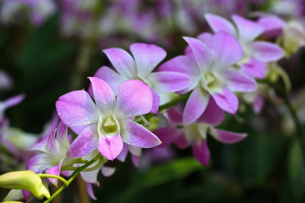 Blommande orkidéer blommor — Stockfoto