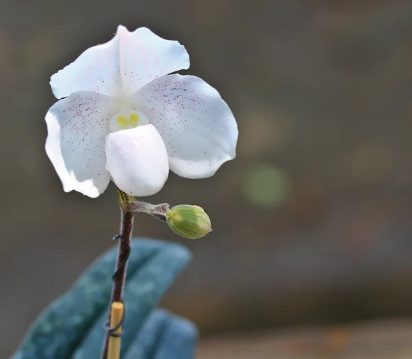 Orchidea kwiat pąk — Zdjęcie stockowe