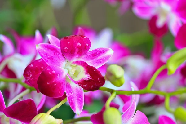 Flores de orquídeas florescentes — Fotografia de Stock