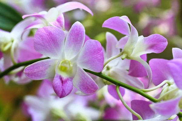 Flores de orquídeas florescentes — Fotografia de Stock