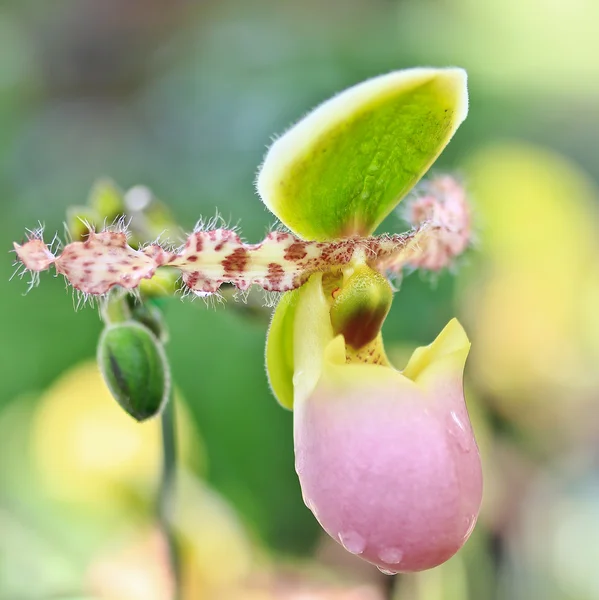 Orchidea kwiat pąk — Zdjęcie stockowe