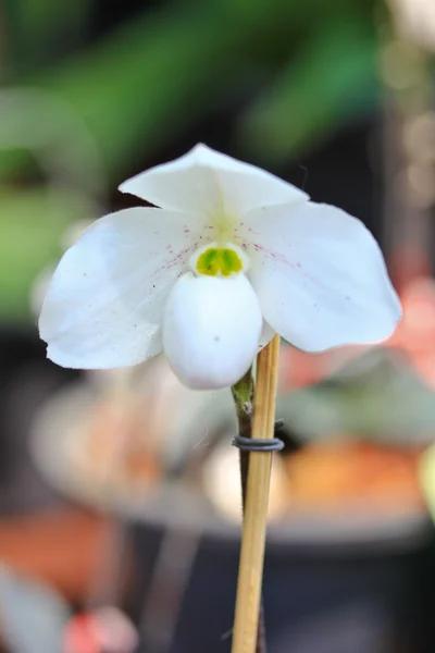 Orkidé blomma bud — Stockfoto