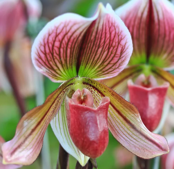 Orkidé blomma bud — Stockfoto