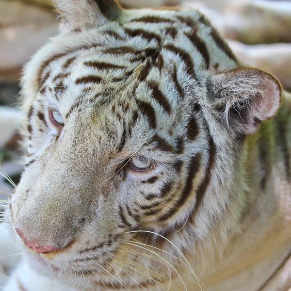 White wild tiger animal