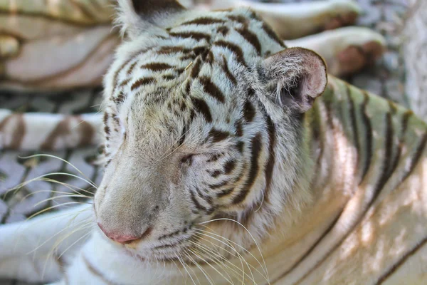 ホワイトタイガー野生動物 — ストック写真