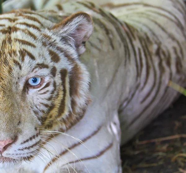 白色的野生老虎的动物 — 图库照片