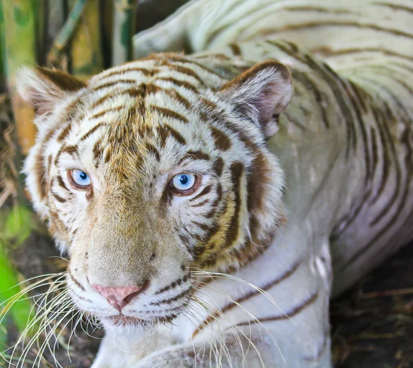 Tigre sauvage blanc animal — Photo