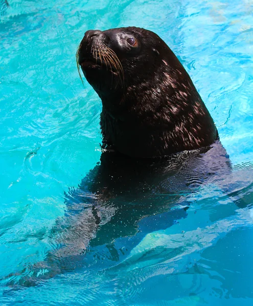 Zoológico de la foca del puerto —  Fotos de Stock