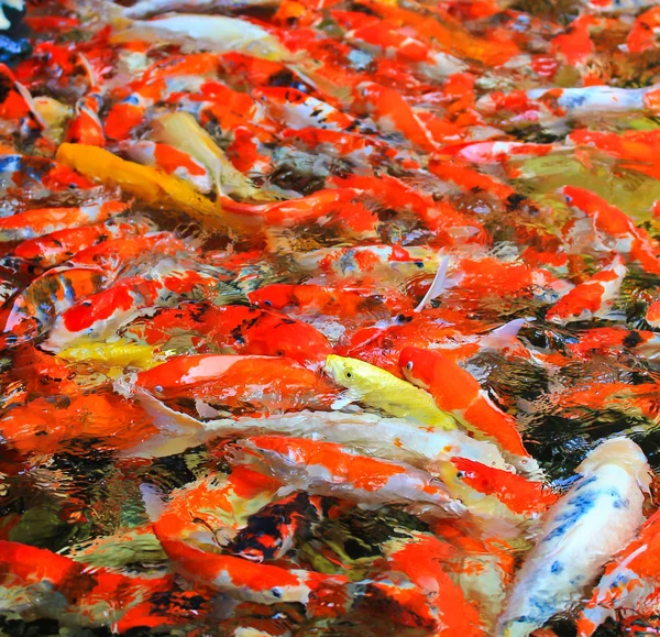 Peces koi en el agua —  Fotos de Stock