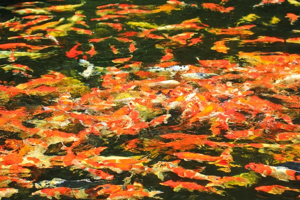 Koi fish in water — Stock Photo, Image