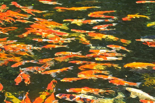 Pesce koi in acqua — Foto Stock