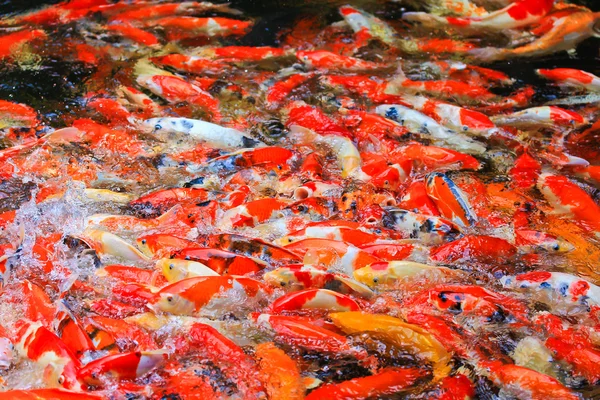 Koi fish in water — Stock Photo, Image