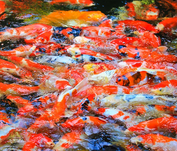 Poissons koï dans l'eau — Photo