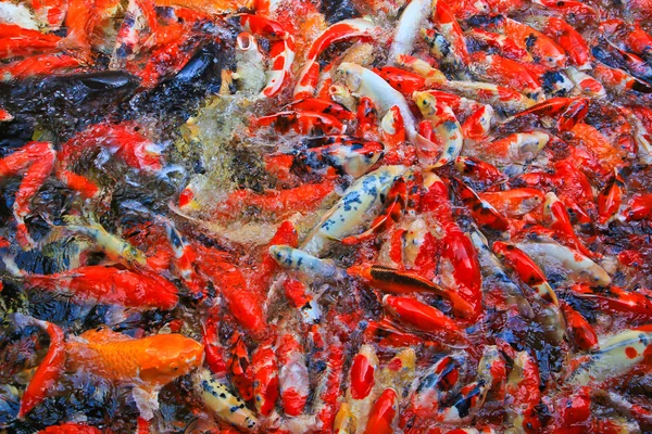 Poissons koï dans l'eau — Photo