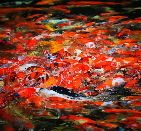 Peces koi en el agua — Foto de Stock