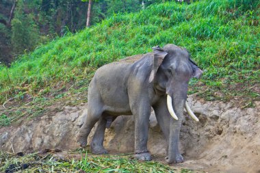 Fil hayvan Tayland