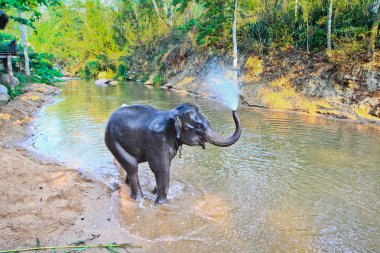 Fil hayvan banyo