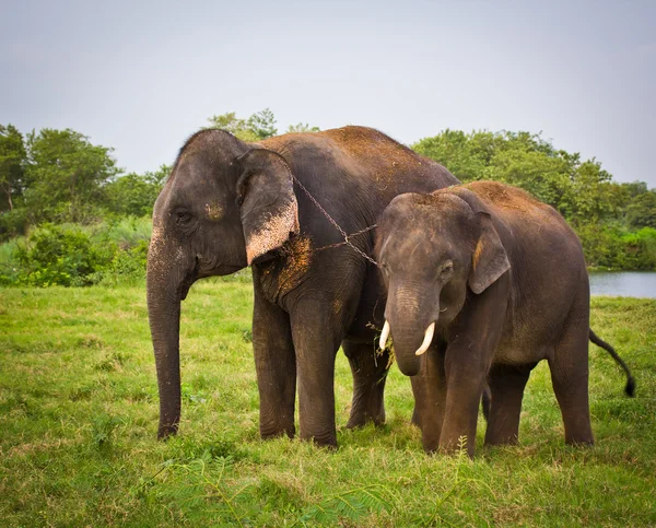 Djur som elefanter i Thailand — Stockfoto