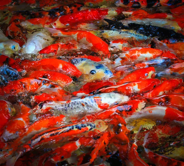 Кои-рыбы в воде — стоковое фото