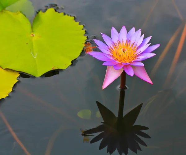 Flor de loto en agua — Foto de Stock
