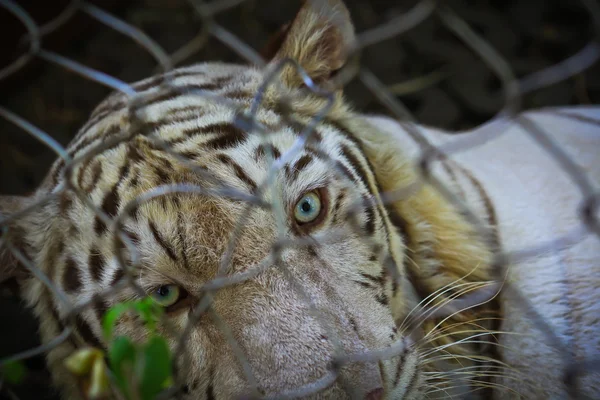 Animal tigre salvaje blanco — Foto de Stock