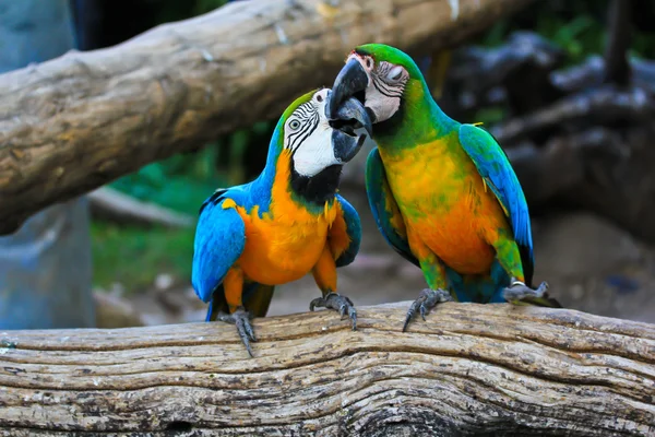 Perroquets aras colorés — Photo