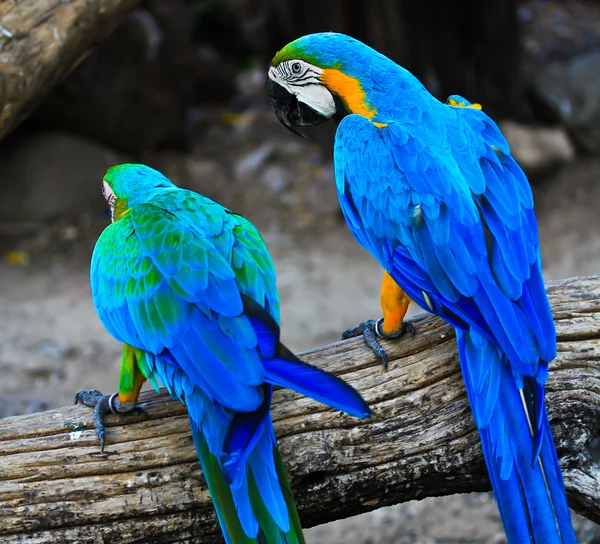 Kleurrijke Ara papegaaien — Stockfoto