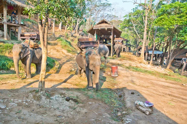 Passeio de elefantes — Fotografia de Stock