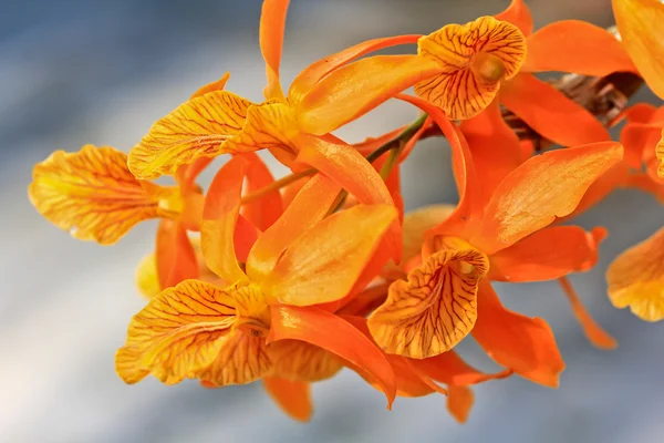 Kwitnące kwiaty orchidei — Zdjęcie stockowe