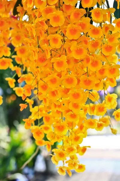 Flores florecientes de orquídea — Foto de Stock