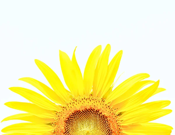 Vakker gul solsikke – stockfoto