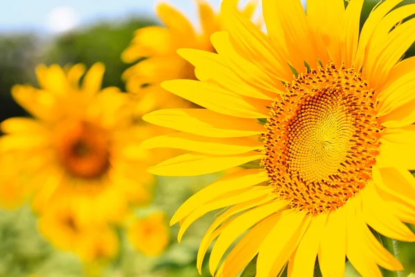 Beautiful yellow Sunflowers — Stock Photo, Image