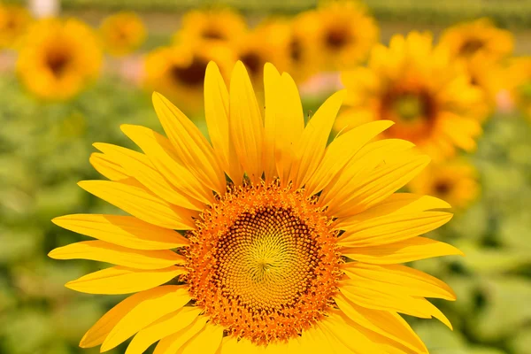 Hermosos girasoles amarillos —  Fotos de Stock