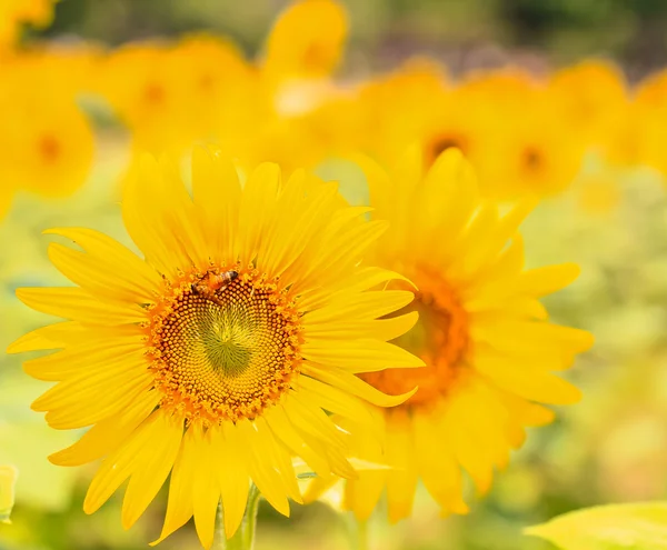 Schöne gelbe Sonnenblumen — Stockfoto