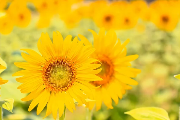 Mooie gele zonnebloemen — Stockfoto