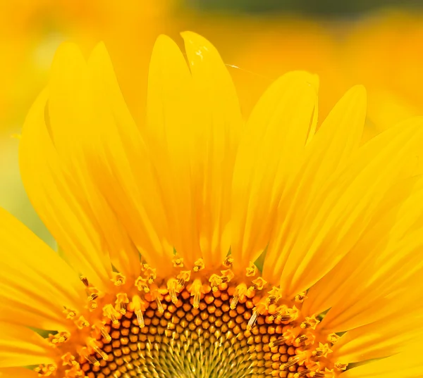 Schöne gelbe Sonnenblume — Stockfoto