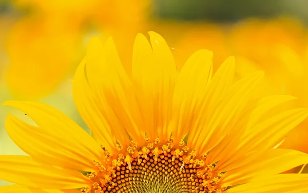 Girassol amarelo bonito — Fotografia de Stock
