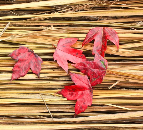 Folhas de bordo vermelhas — Fotografia de Stock