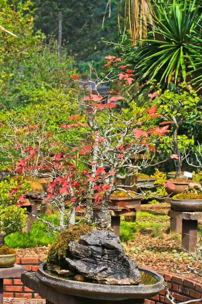 Bonsai, esdoorn — Stockfoto