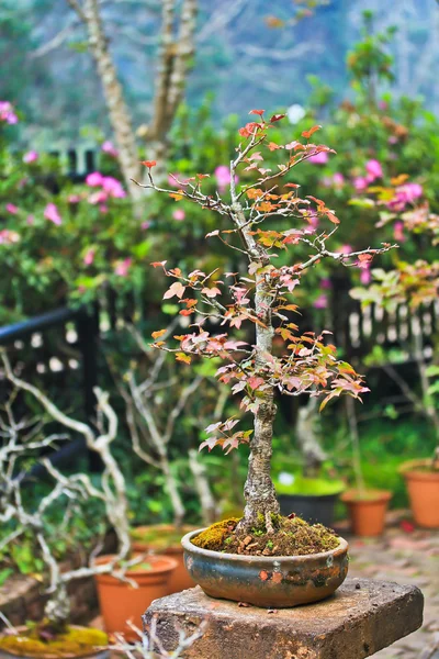 Árbol de arce Bonsai — Foto de Stock