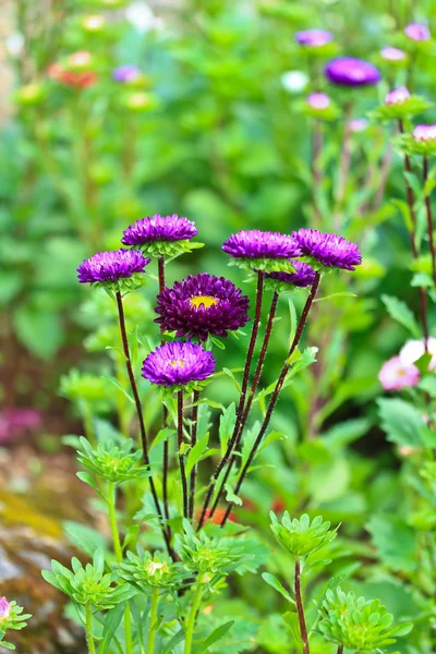 Blooming Flowers in garden — Stock Photo, Image