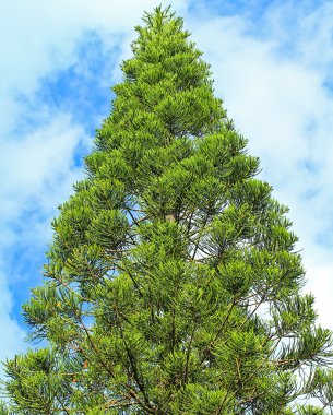 çam ağacı üzerinde gökyüzü