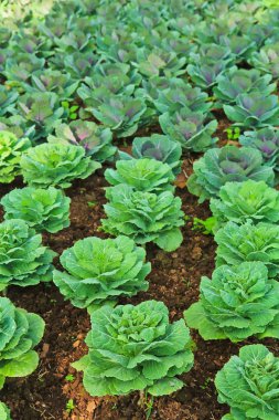 Yeşil olgun marul yaprakları