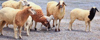 Koyun sürüsü çiftlikte