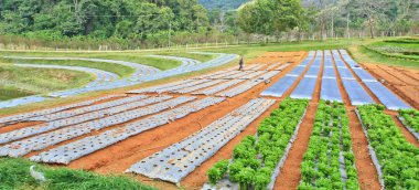 Sebze Bahçe yataklar